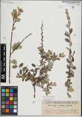 Foto von Salix repens L.